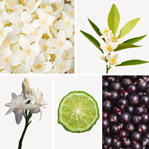 Duftnoten: Jasmin, Orangenblüte, Tuberose, Bergamotte, schwarze Johannisbeere